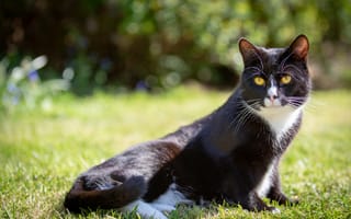 Картинка зелень, кошка, взгляд, трава, лето, природа, морда, кот