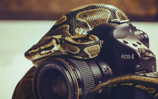 Картинка змея, фотоаппарат, объектив