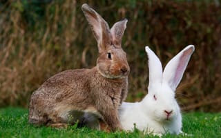 Картинка зелень, трава, пара, боке, кролик, природа