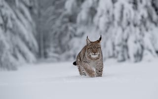 Картинка зима, лес, снег, сугробы, рысь