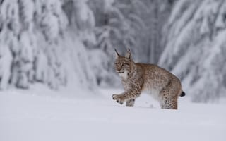 Картинка зима, лес, снег, сугробы, рысь, ели, крадется