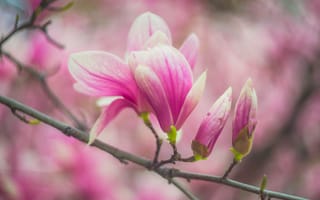 Картинка макро, цветы, цветение, размытие, весна, розовые, бутоны, ветки
