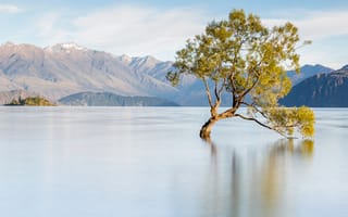 Картинка Новая Зеландия, пейзаж, озеро Уанака, дерево, горы, Ванака