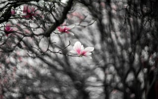 Картинка цветы, ветки, цветение, монохром, размытие, весна, черно-белое, розовые