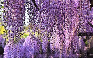 Картинка цветы, красота, весна, сиреневые, каскад, свисает, цветение, стебель