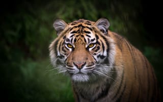 Картинка тигр, взгляд, морда