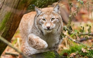 Картинка лес, кошка, взгляд, портрет, морда, деревья, трава, поза