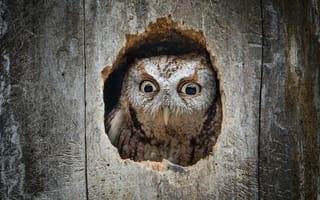 Картинка глаза, взгляд, деревья, птица, нора, портрет, укрытие, сова