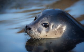 Картинка взгляд, морда, портрет, морской котик, вода, водоем, тюлень, купание