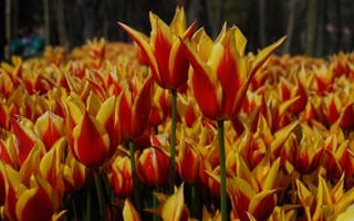 Картинка лепестки, тюльпаны, бутоны, плантация