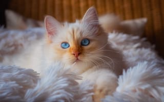 Картинка кошка, белый, кот, взгляд, портрет, уют, пушистый, ворс