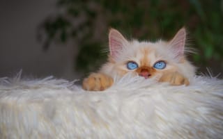 Картинка кошка, белый, портрет, дома, кот, растение, взгляд, уют