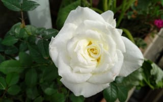 Обои Роза, Rose, White rose, Белая роза