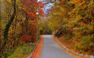 Картинка Дорога, Осень, Листва, Trees, Road, Деревья, Autumn, Colors, Leaves, Fall