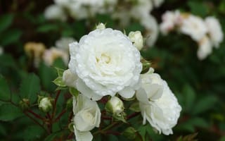 Картинка Капли, Drops, Белые розы, White roses
