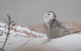 Картинка зима, белый, полярный, птица, полярная сова, сова, арктический, снег
