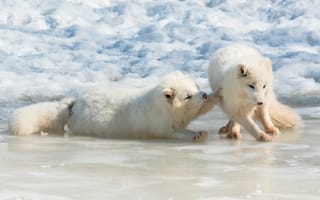 Картинка зима, белый, поза, две, песец, пара, снег, игра