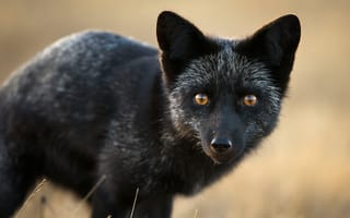 Картинка взгляд, морда, лисица, чернобурая лиса, чернобурка, чернобурая, портрет