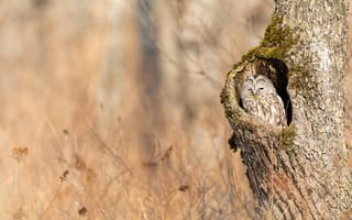Картинка осень, деревья, ствол, ветки, птица, укрытие, отдых, сова