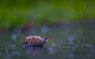 Картинка вода, дождь, брызги, черепаха, капли
