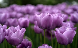 Картинка фиолетовые, сиреневые, тюльпаны, бутоны