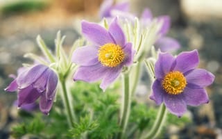 Картинка цветы, поляна, прострел, сиреневые, весна, весенние