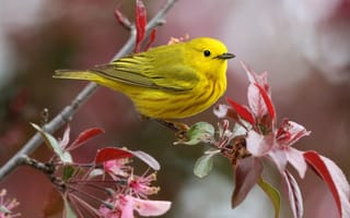 Картинка листья, ветки, желтый, птичка, птица, лесной певун