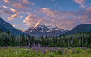Картинка Mount Robson, деревья, гора Робсон, цветы, Canadian Rockies, луг, British Columbia, Канада, горы, лес, Британская Колумбия, Канадские Скалистые горы, Canada