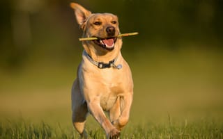 Картинка Лабрадор-ретривер, собака, прогулка, бег, радость, настроение