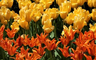 Картинка тюльпаны, оранжевые, жёлтые