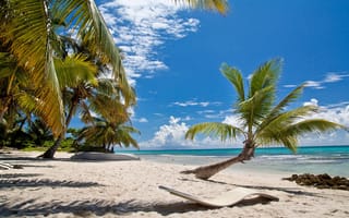 Обои summer, tropical, paradise, palms, берег, sand, песок, sea, shore, море, beach, пальмы, пляж