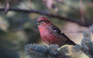 Картинка ветки, птица, клёст, хвоя