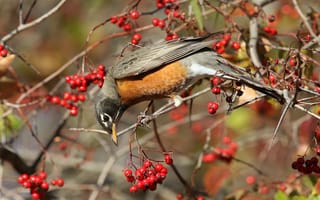Картинка ветки, красный, птица, боярышник, плоды, ягоды