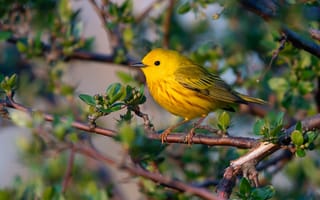 Картинка листья, ветки, желтый, почки, весна, птица, лесной певун