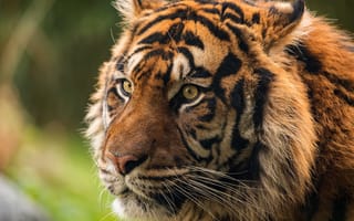 Картинка взгляд, морда, портрет, дикая кошка, тигр, крупный план