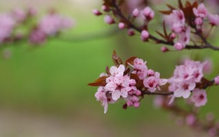 Картинка цветы, ветки, розовые, вишня, размытие, весна, сакура