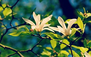 Картинка зелень, листья, весна, цветы, ветки, свет, синий