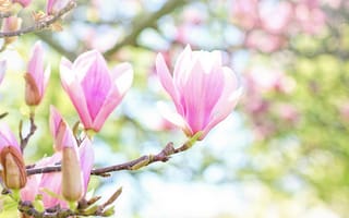 Картинка зелень, листья, весна, ветки, цветы, розовые, свет