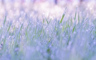 Картинка трава, капли, роса, природа, нежность, весна, легкость, полянка