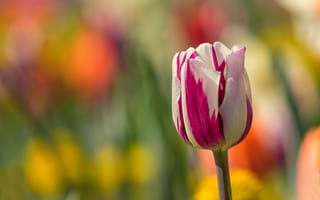 Картинка цветы, боке, весна, тюльпаны, бутоны, двухцветный, размытый