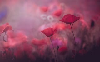 Картинка лето, цветы, мак, красота, маки, размытие, красный