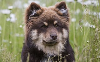 Картинка Финский лаппхунд, собака, морда, финская лопарская лайка