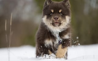 Картинка Финский лаппхунд, собака, финская лопарская лайка, щенок, зима, снег