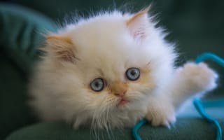 Картинка котёнок, мордочка, взгляд, голубые глаза, белый, пушистый