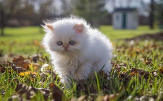 Картинка котёнок, белый, прогулка, пушистый