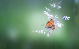 Картинка бабочка, растение, боке, butterfly