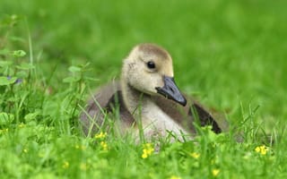 Картинка зелень, трава, поляна, взгляд, малыш, птица, весна, серый