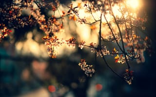 Картинка солнце, лучи, вишня, свет, блики, закат, цветы, ветки