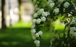Картинка зелень, цветы, белые, лужайка, ветки, цветение, сад, весна