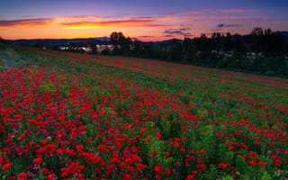 Картинка Mendijur, маки, Basque Country, Spain, маковое поле, цветы, закат, поле, Испания